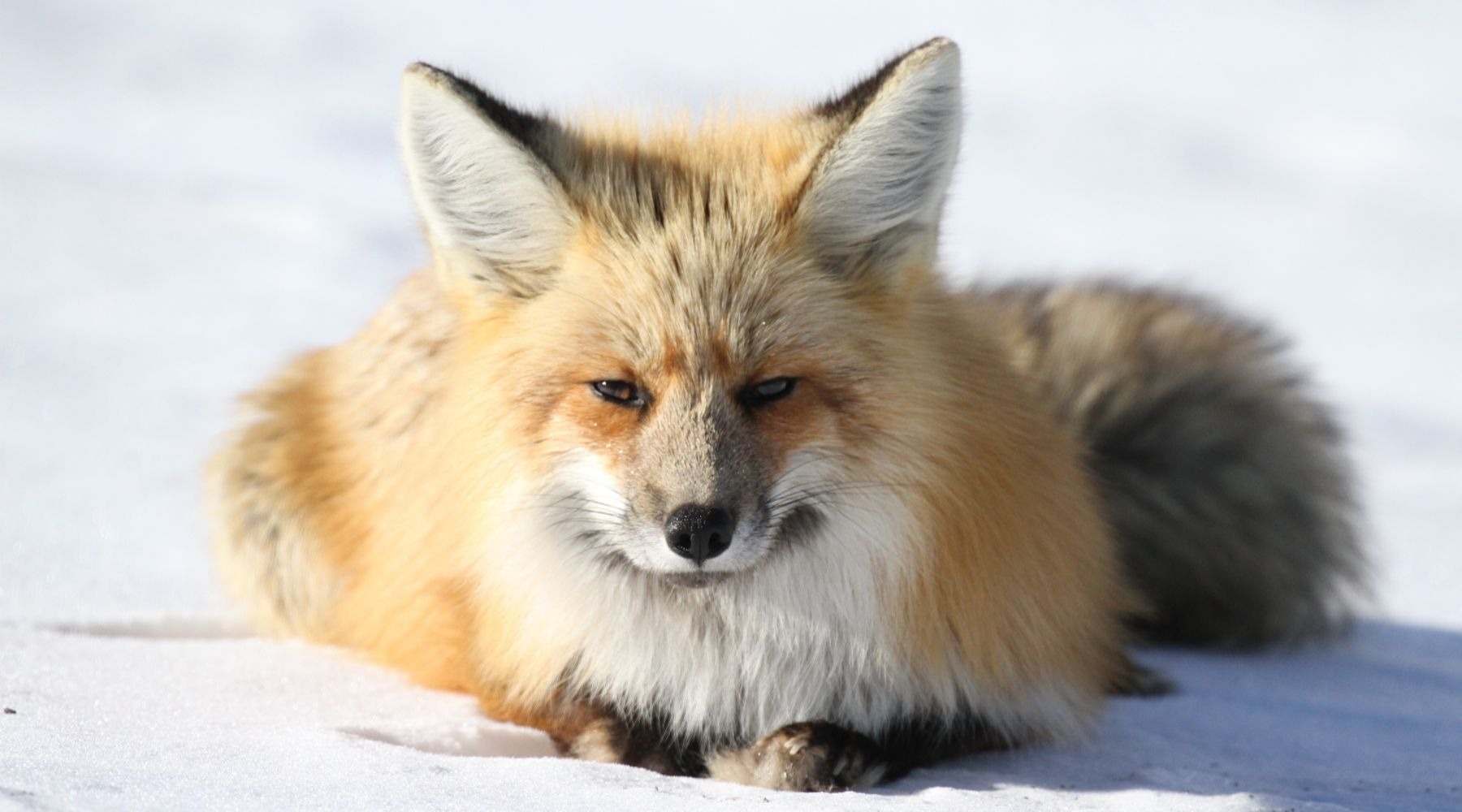 Why the fur industry is cruel and bad for the environment